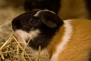 Guinea Pig